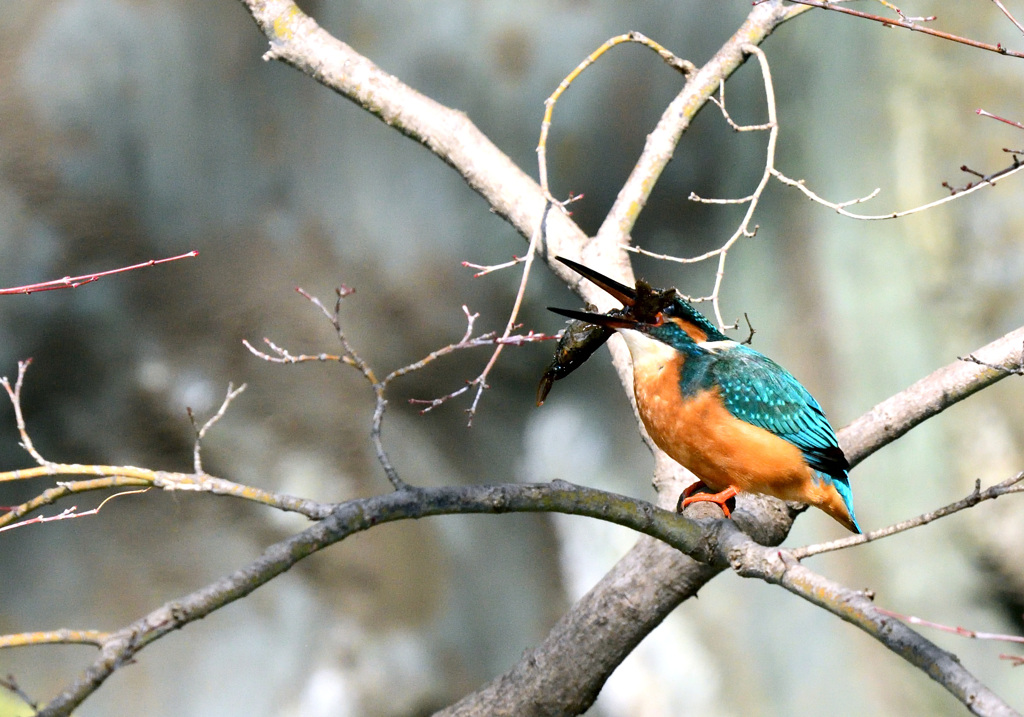 でかいエビだ！