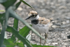 コチドリ幼鳥