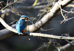 F庭園のカワセミ（２）