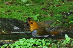 コマドリの水浴び１