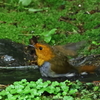 コマドリの水浴び１