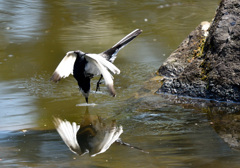 ハクセキレイのダイブ