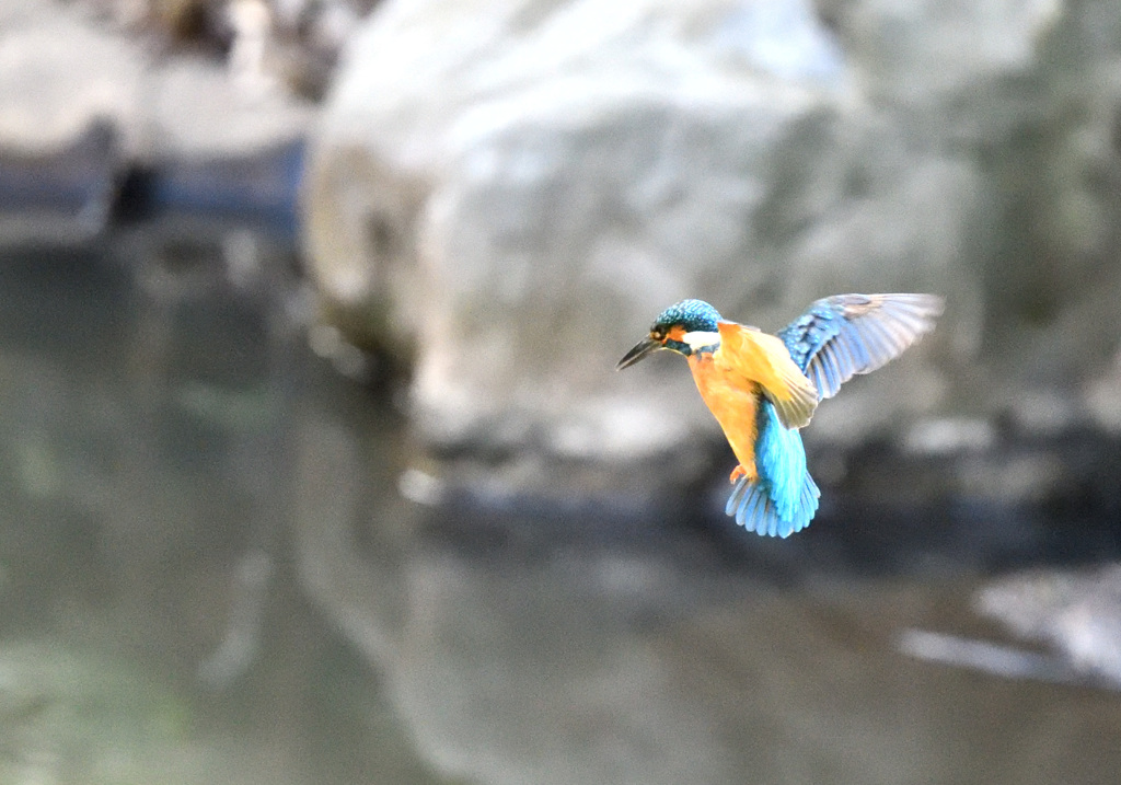 フォバしてる！