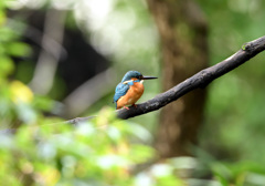 今日のカワセミ