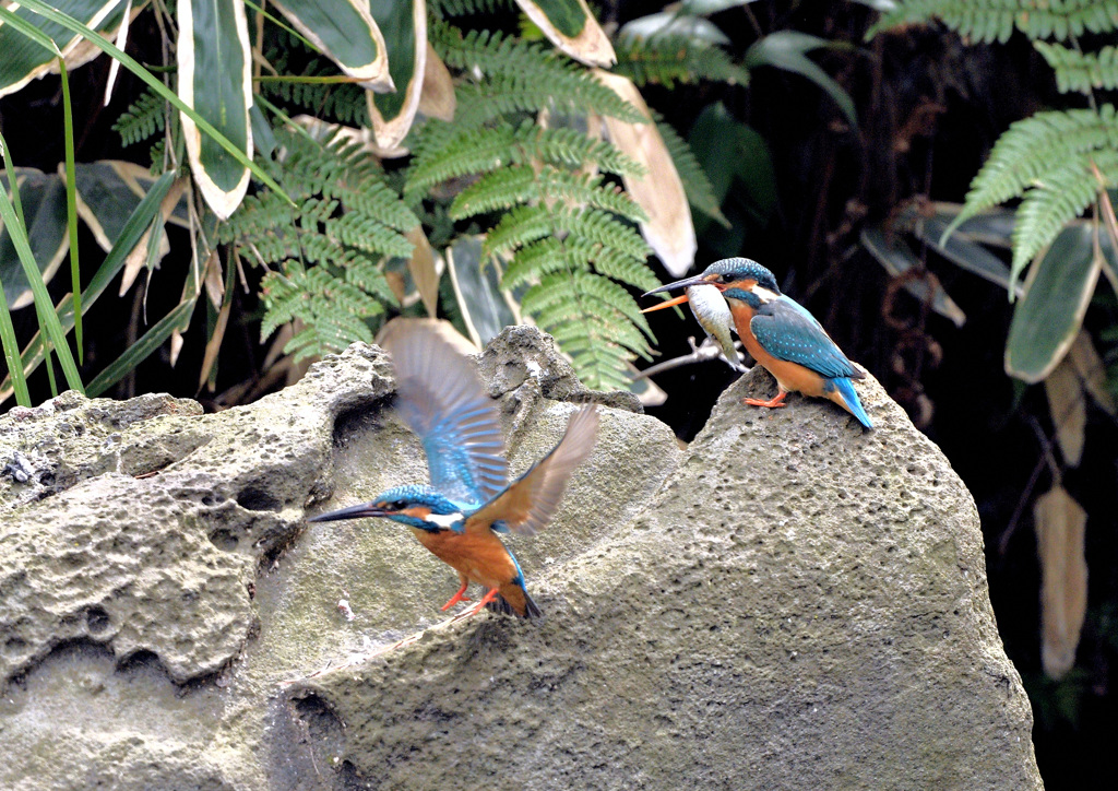 えー、行っちゃうの