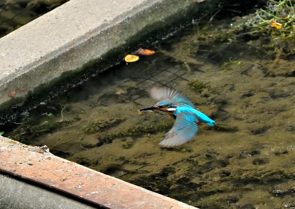 小エビゲット２