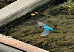 小エビゲット２