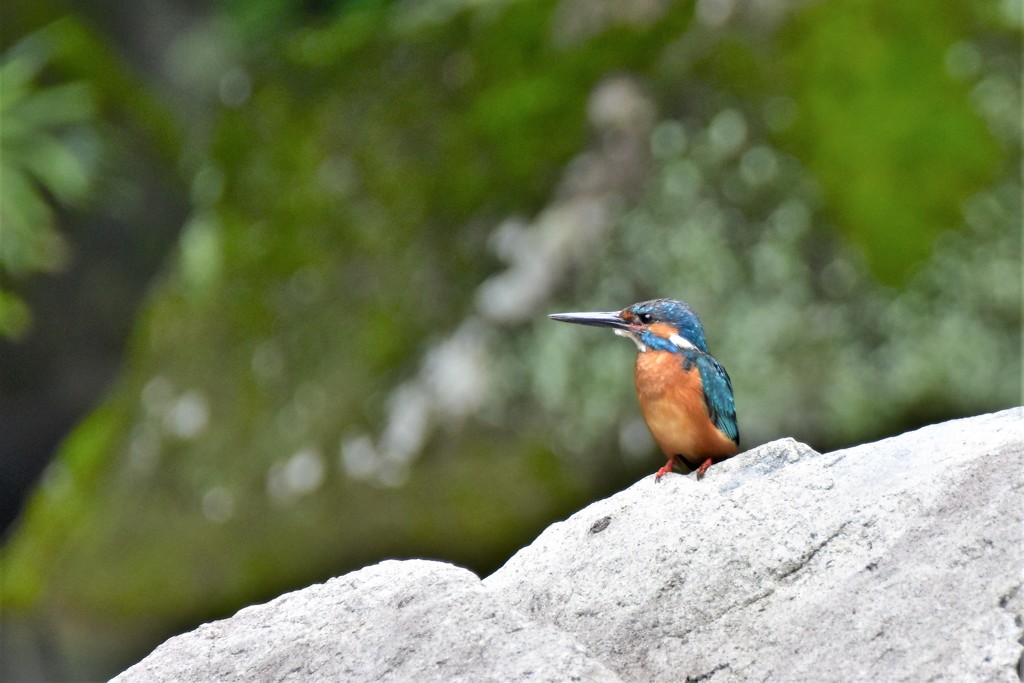 恐妻家のカワセミ