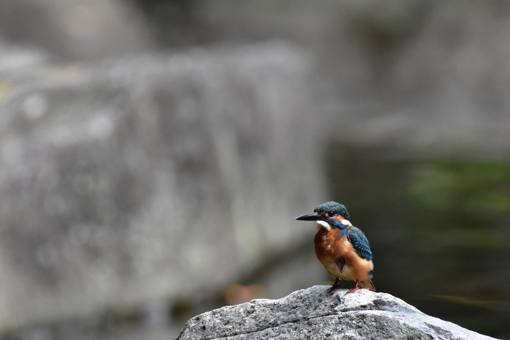 お待たせカワセミ