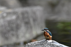 お待たせカワセミ