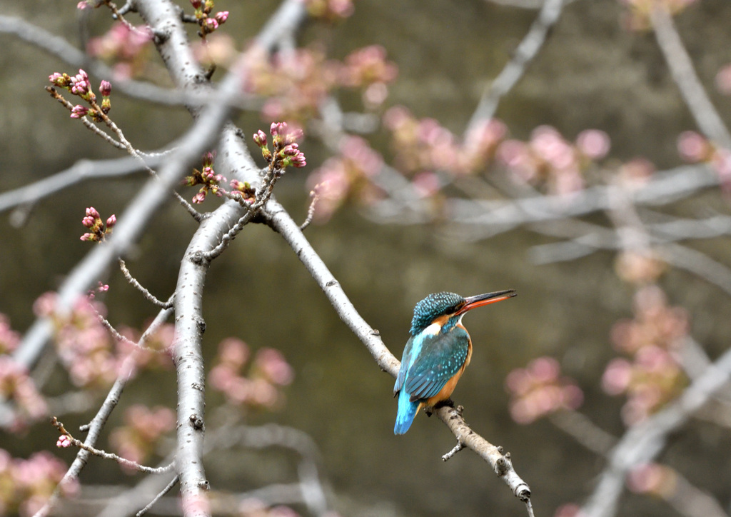 さくら（つぼみ）カワセミ