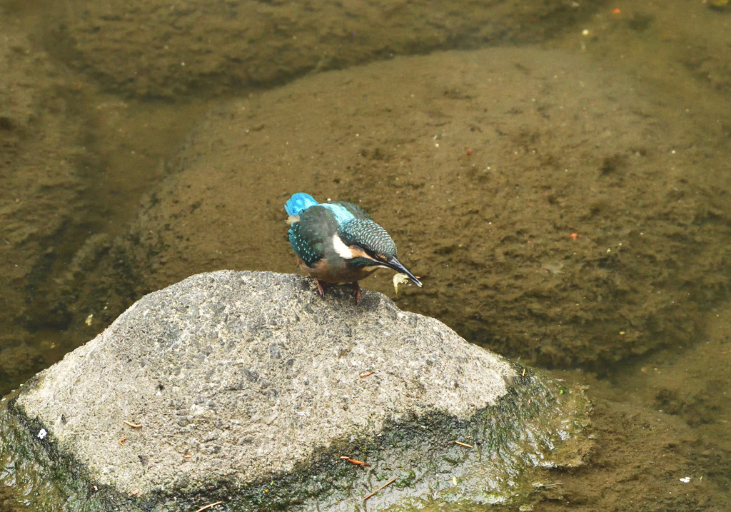 一人で獲れるよ