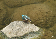 一人で獲れるよ