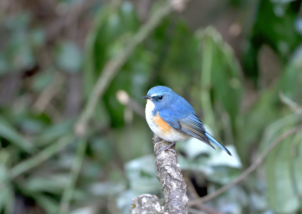 ルリビタキ♂１