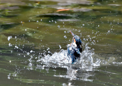 水浴び2 水浴び2