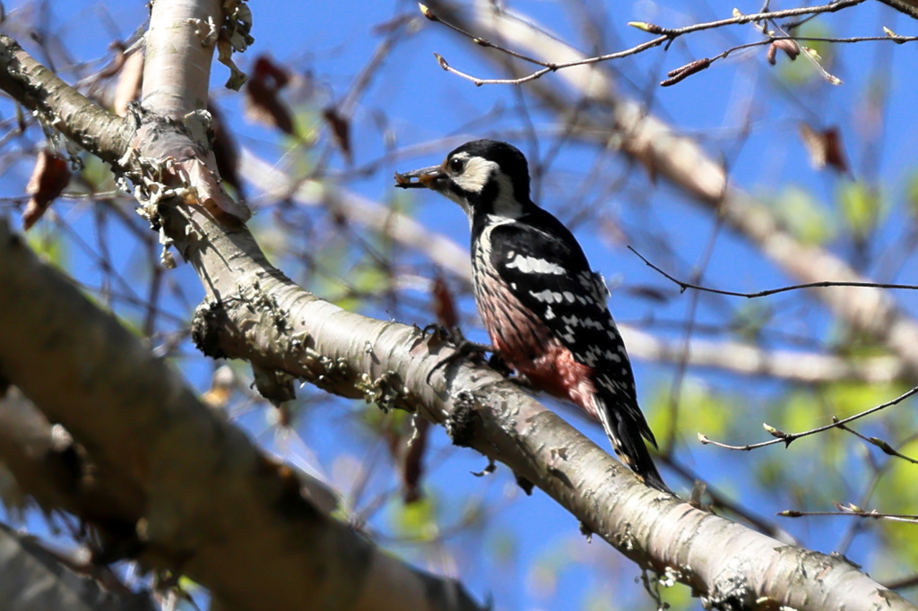 オオアカゲラのメス