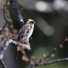 ミヤマホウジロ　枝とまり