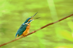 吠えるカワセミ