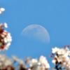 花見と月見