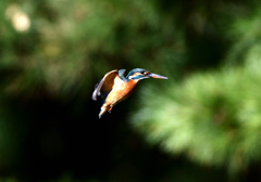 グリーンバック