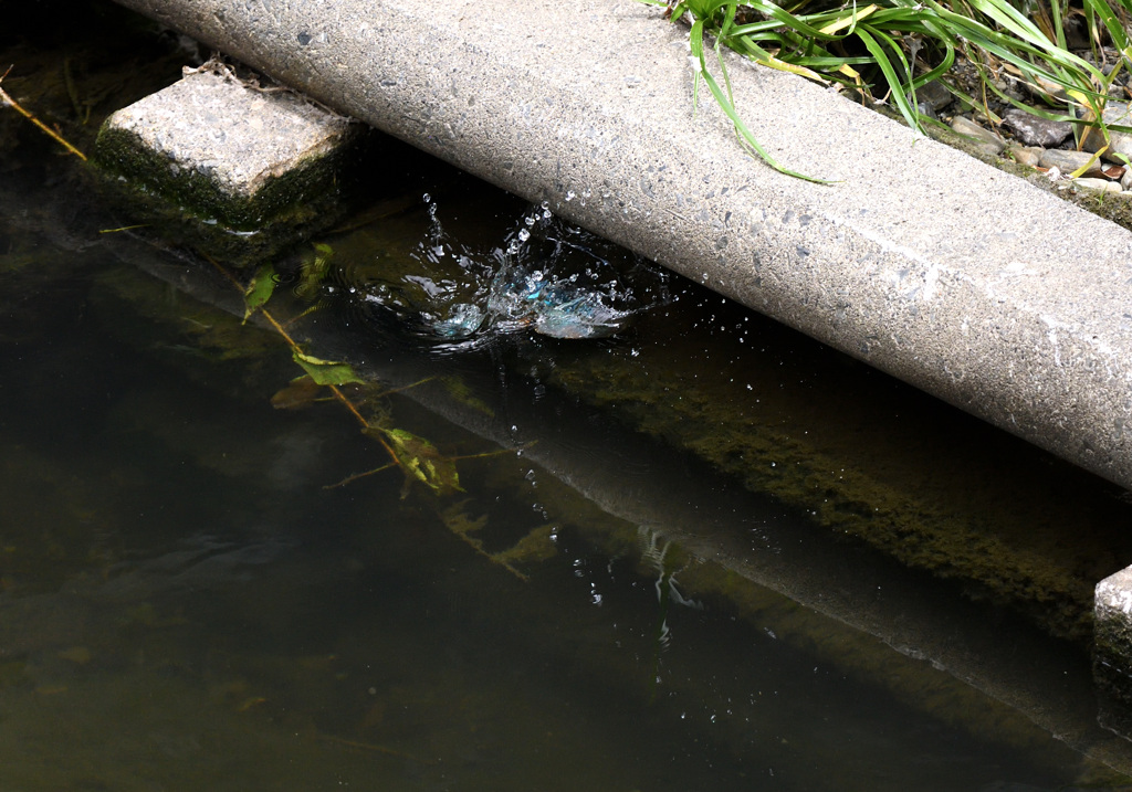 カワセミの狩り（２）