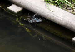 カワセミの狩り（２）