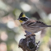 ミヤマホウジロ　オス