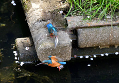 給餌