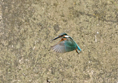 幼鳥のフォバリング2 幼鳥のフォバリング2
