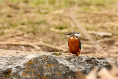 カワセミに食われている魚