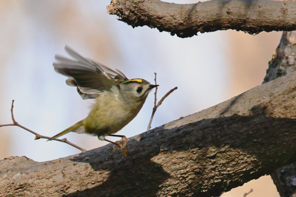 やっと撮れた２