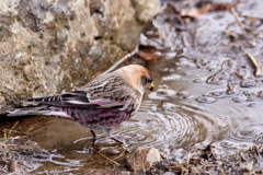 水場のハギマシコ　