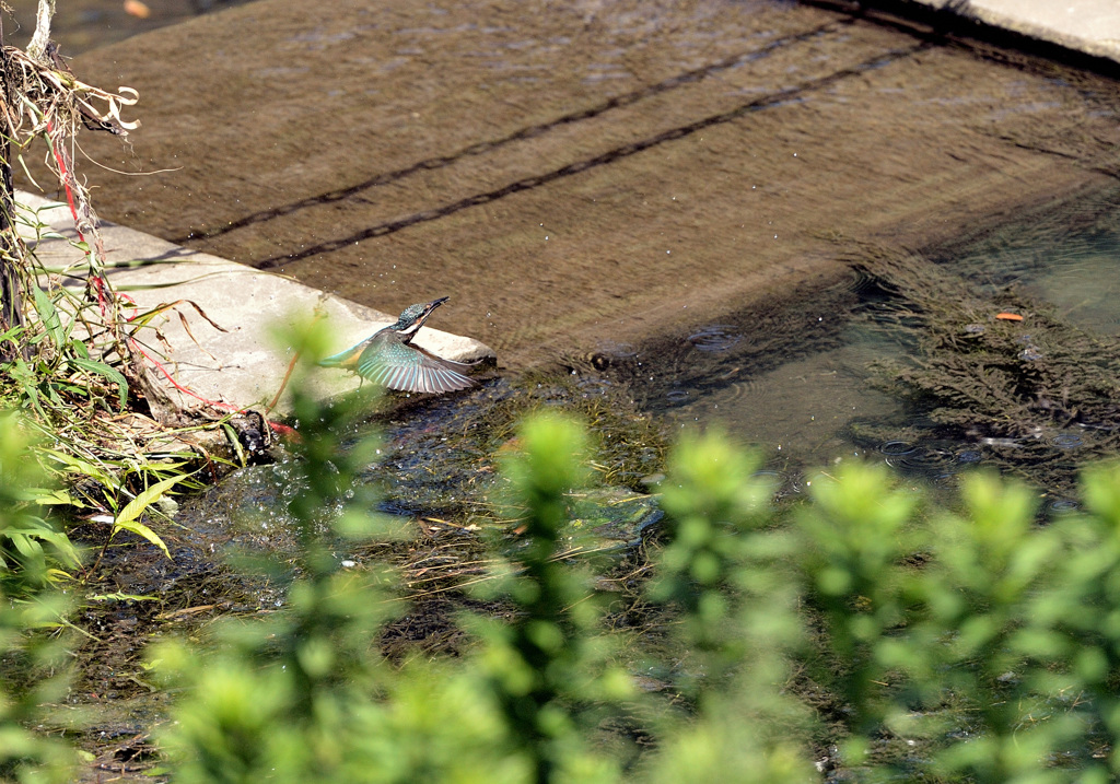 緑地のカワセミ