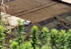 緑地のカワセミ