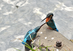 ちっこいのいらない