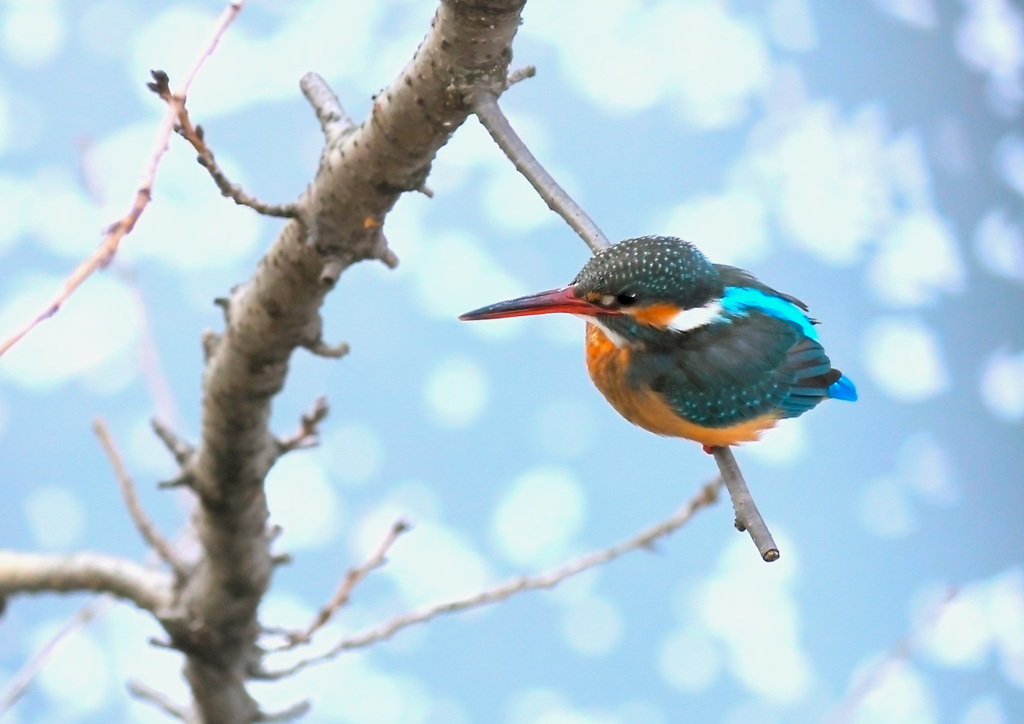 桜の枝カワセミ