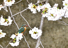 サクラとカワセミ