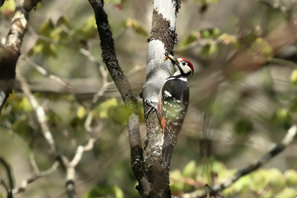 オオアカゲラのオス