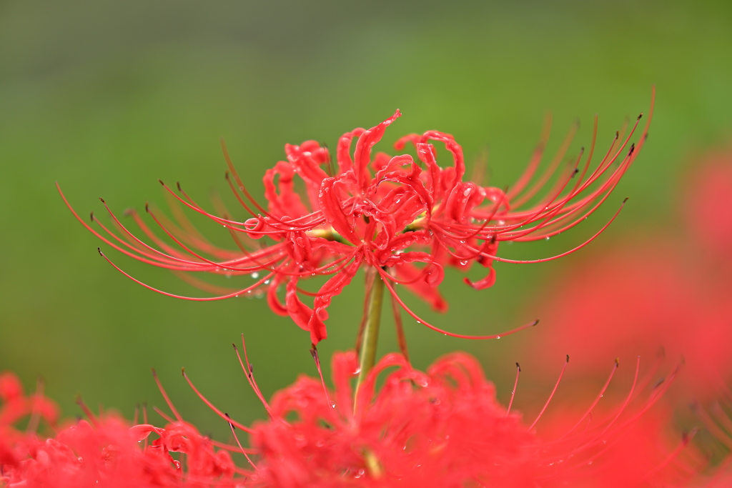 曼殊沙華