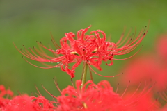曼殊沙華