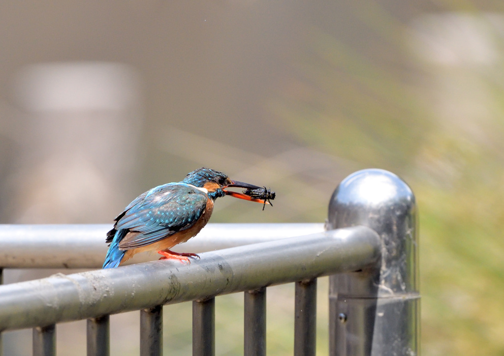 いただきまーす