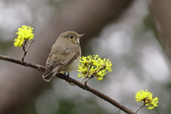 サンシュウのニシオジロビタキ　2