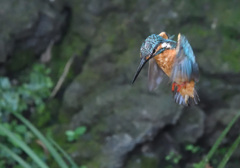 フォバリング(1)