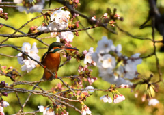 桜カワセミ