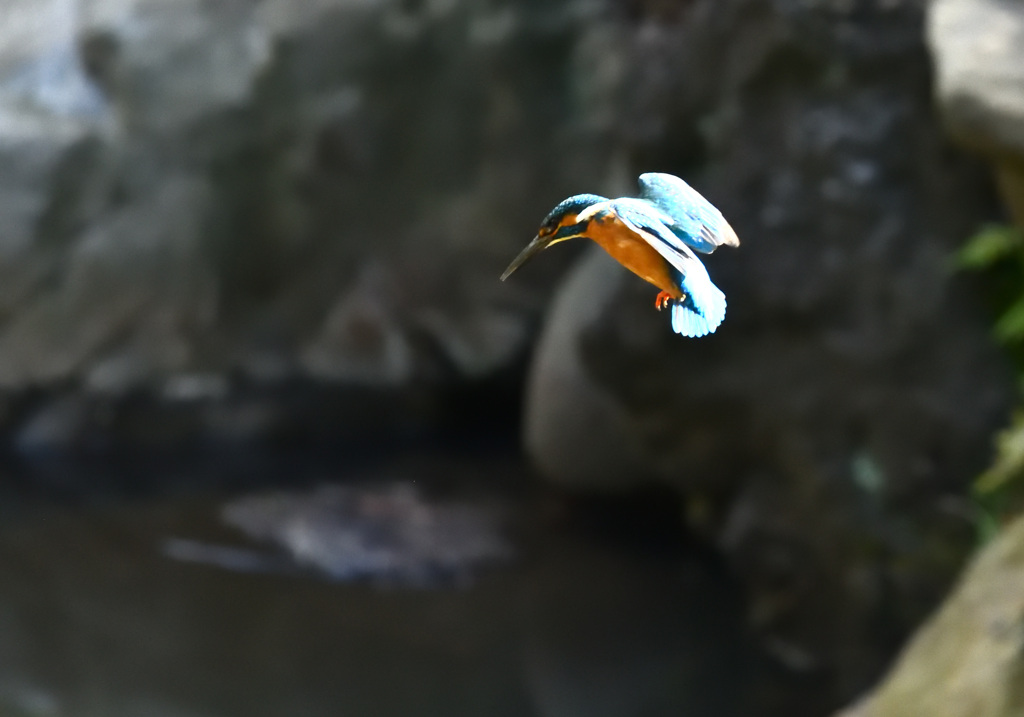 どこかに大きな魚は！