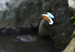 どこかに大きな魚は!