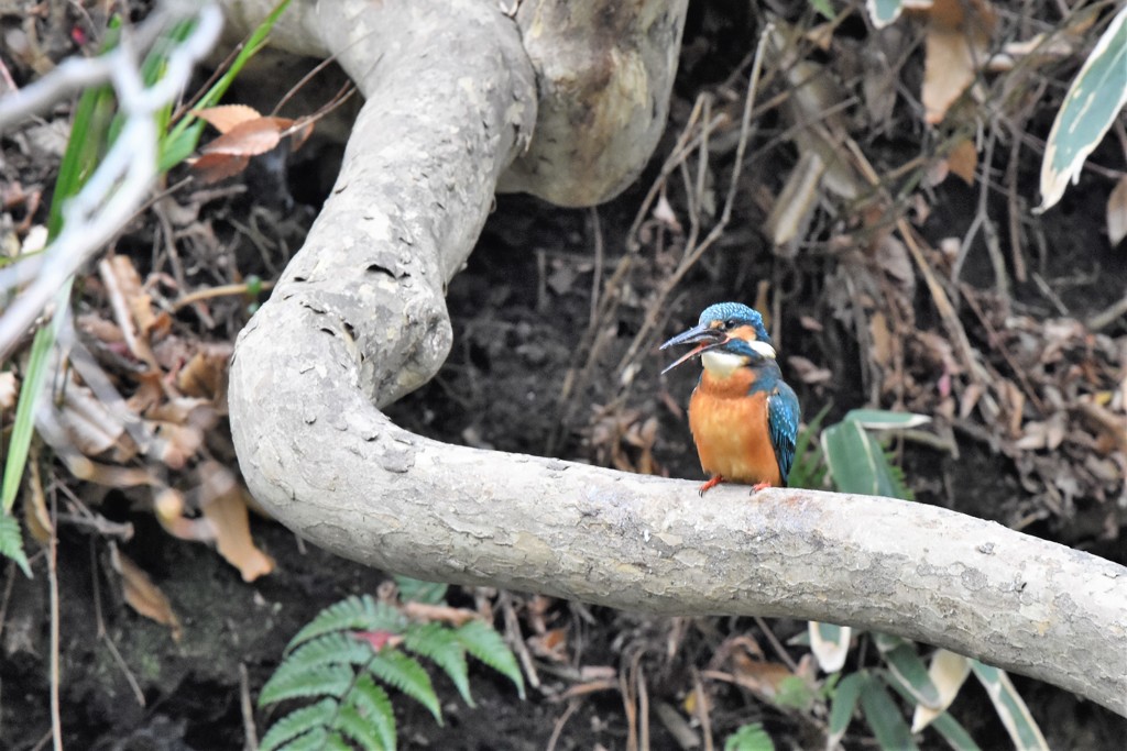 やっと飲み込めた！