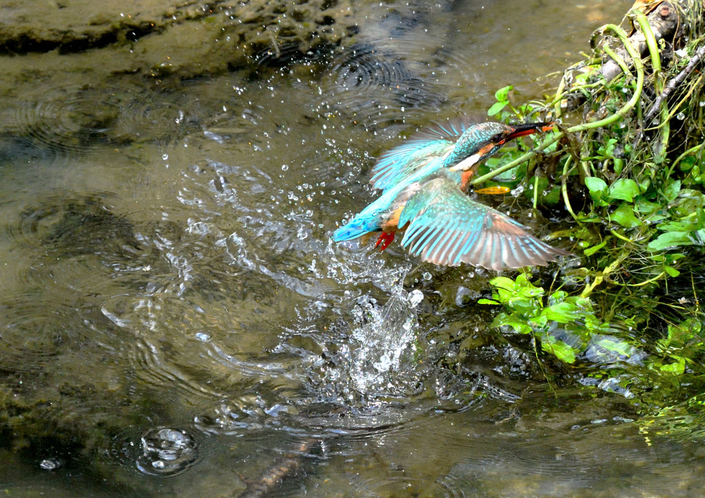 危ない、草が！