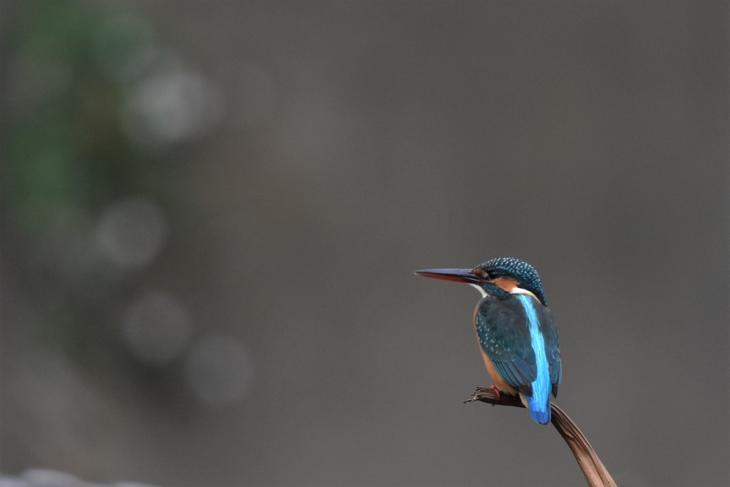 いつもの川の公園のカワセミ