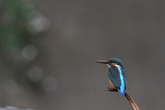 いつもの川の公園のカワセミ